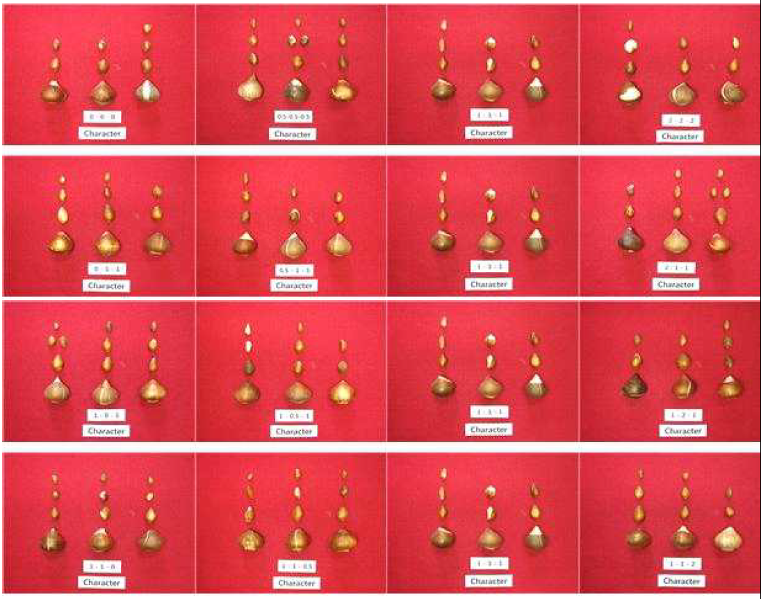 Bulb growth according to N, P, and K treatment of vegetative growth stage as additional fertilizer in tulip ‘Character‘.