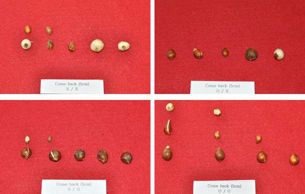 Bulb growth by general fertilization method in tulip ‘Come back’.