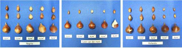 Bulb growth according irrigation level during vegetative growth(between 1 and 31 March) in tulip ‘Negrita‘, ‘Leen van der Mark‘, and ‘Hollandia