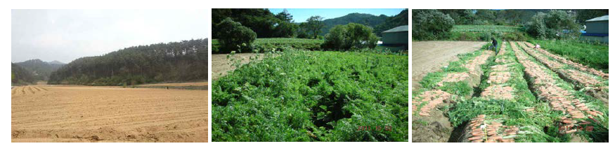 고령지 파종(좌), 생육 조사(중) 및 수확 광경(우)