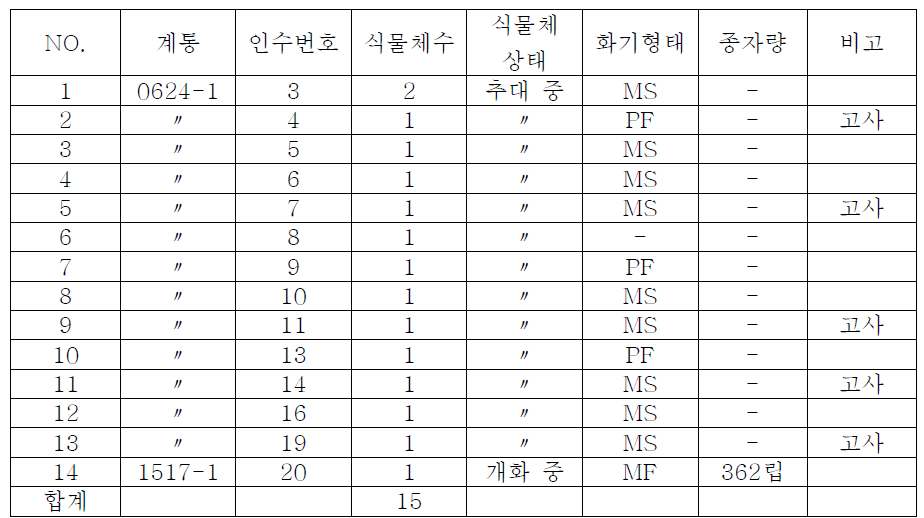 1차년도 약배양 유래 DH 식물체 채종 내역