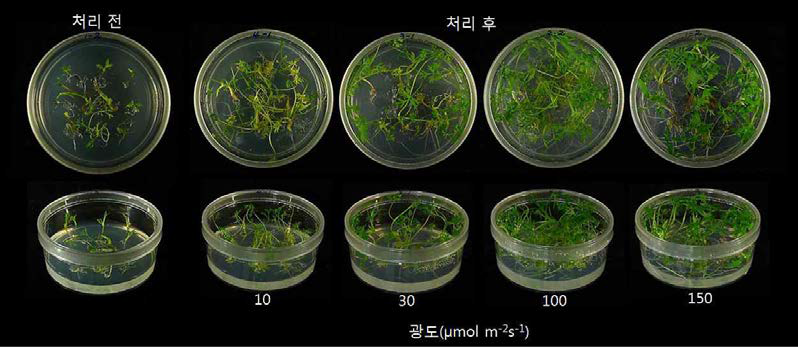 약배양 유래 소식물체의 광도 처리에 따른 생장상태 (3주 배양).