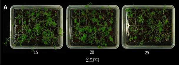 약배양 유래 식물체의 온도 처리에 따른 활착 후의 생장상태 (2주 배양)