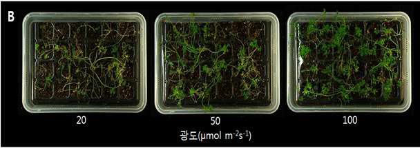 약배양 유래 식물체의 광도 처리에 따른 활착 후의 생장상태 (2주 배양)