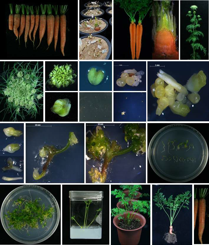 당근의 1차 약배양으로부터 배형성을 경유하는 식물체 재생 체계.