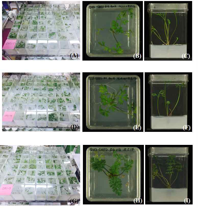 약배양 유래 식물체의 기내증식.