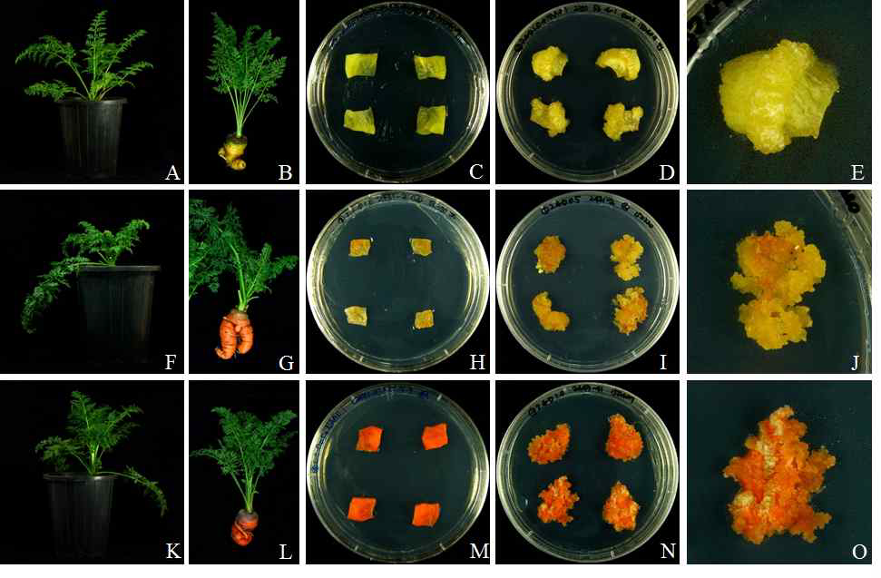 당근 약배양 유래 식물체의 뿌리를 이용한 식물체 재생