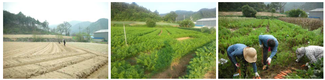 고령지 파종(좌), 생육(중) 및 수확 광경(우)