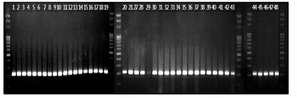 DT 104 특이 검출을 위한 flo 유전자 PCR 결과