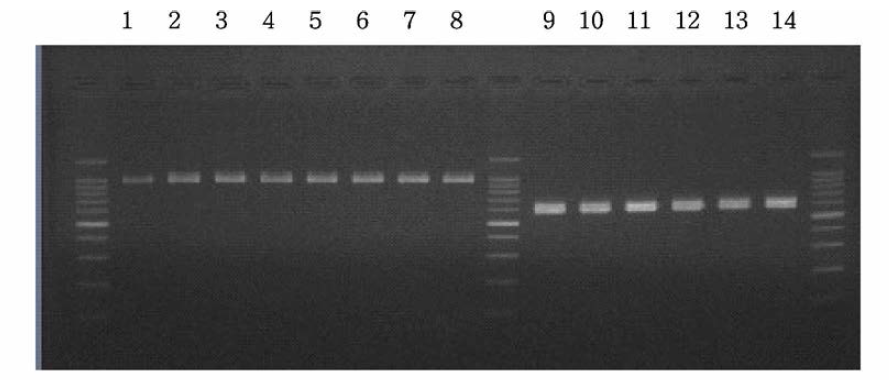 Pasturella multocida type A(좌측 판넬)와 D(우측 판넬)의 PCR 결과