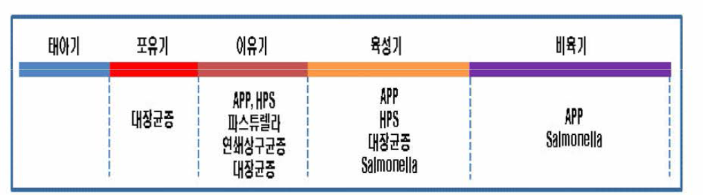 돼지의 사육단계별 주요 세균성 질병