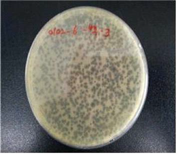 자사 제품 처리 plaque {Salmonella Typhimurium)