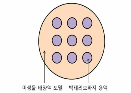 박테리오파지 효능 평가 방법 (Overlay spot assay method)