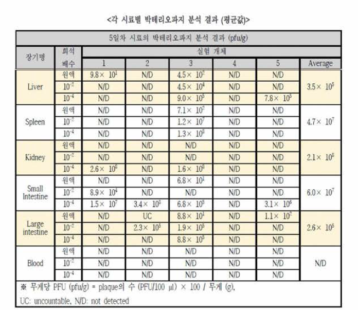 박테리오파지 경구 투여 5 일 후 박테리오파지의 체내 분포