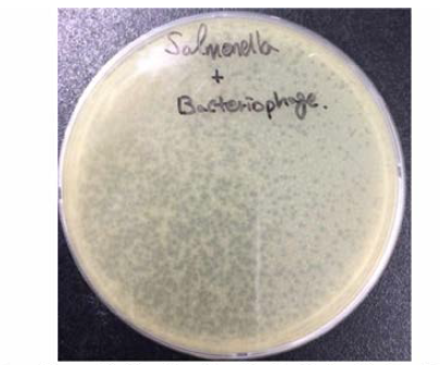 살모넬라 특이 박테리오파지 효능 검증