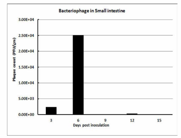 소장에서의 박테리오파지 검출