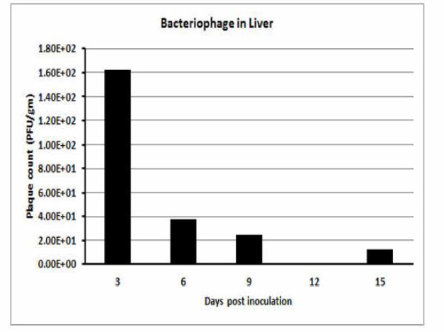 간장에서의 박테리오파지 검출