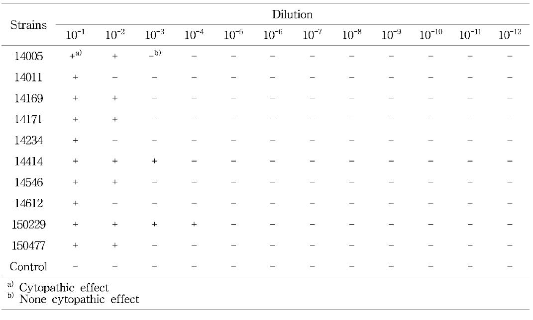 야외분리 부종병 유발 대장균의 동물세포변성효과