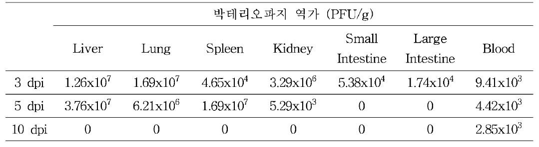 마우스 장기별 살모넬라 특이 박테 리오파지 분포 측정