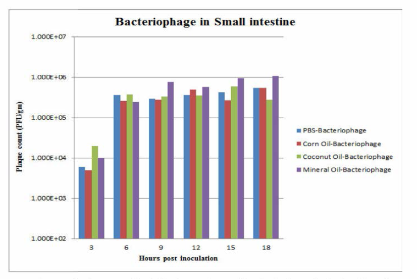 마우스 소장에서의 오일 코팅 박테리오파지의 생존율