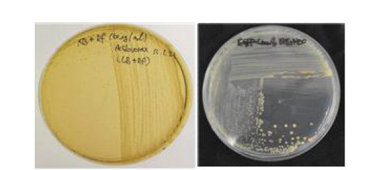 Rifampicin 저항성 A. citrulli(좌)와 GFP로 tagging된 neomycin 저항성 Cmm