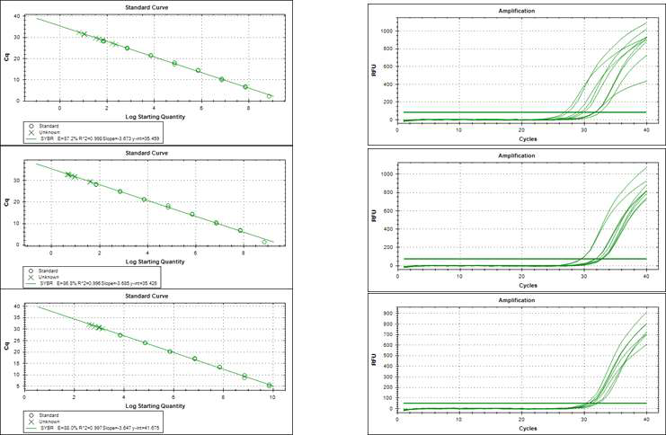 CGMMV RNA copy 수 측정