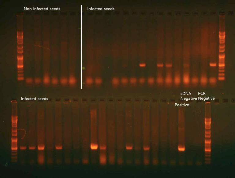 RT-PCR과 전기영동을 이용한 수박종자(SWIR 측정) 바이러스 감염여부 확인