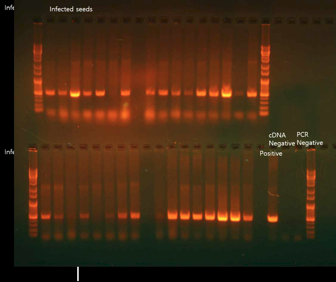 RT-PCR과 전기영동을 이용한 수박종자(Raman 측정) 바이러스 감염여부 확인