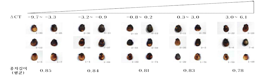 수박종자 길이와 바이러스 양(ΔCT값)간의 상관관계
