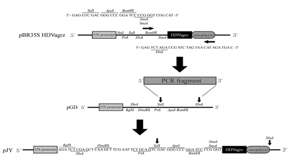 pJY vector의 제작과정 모식도