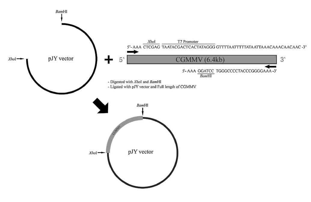 CGMMV cDNA clone 제작과정 모식도