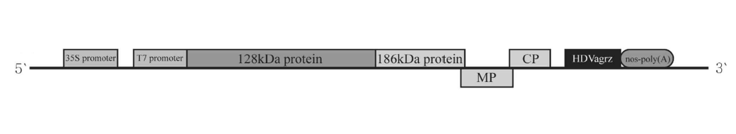 완성된 CGMMV cDNA clone의 모식도