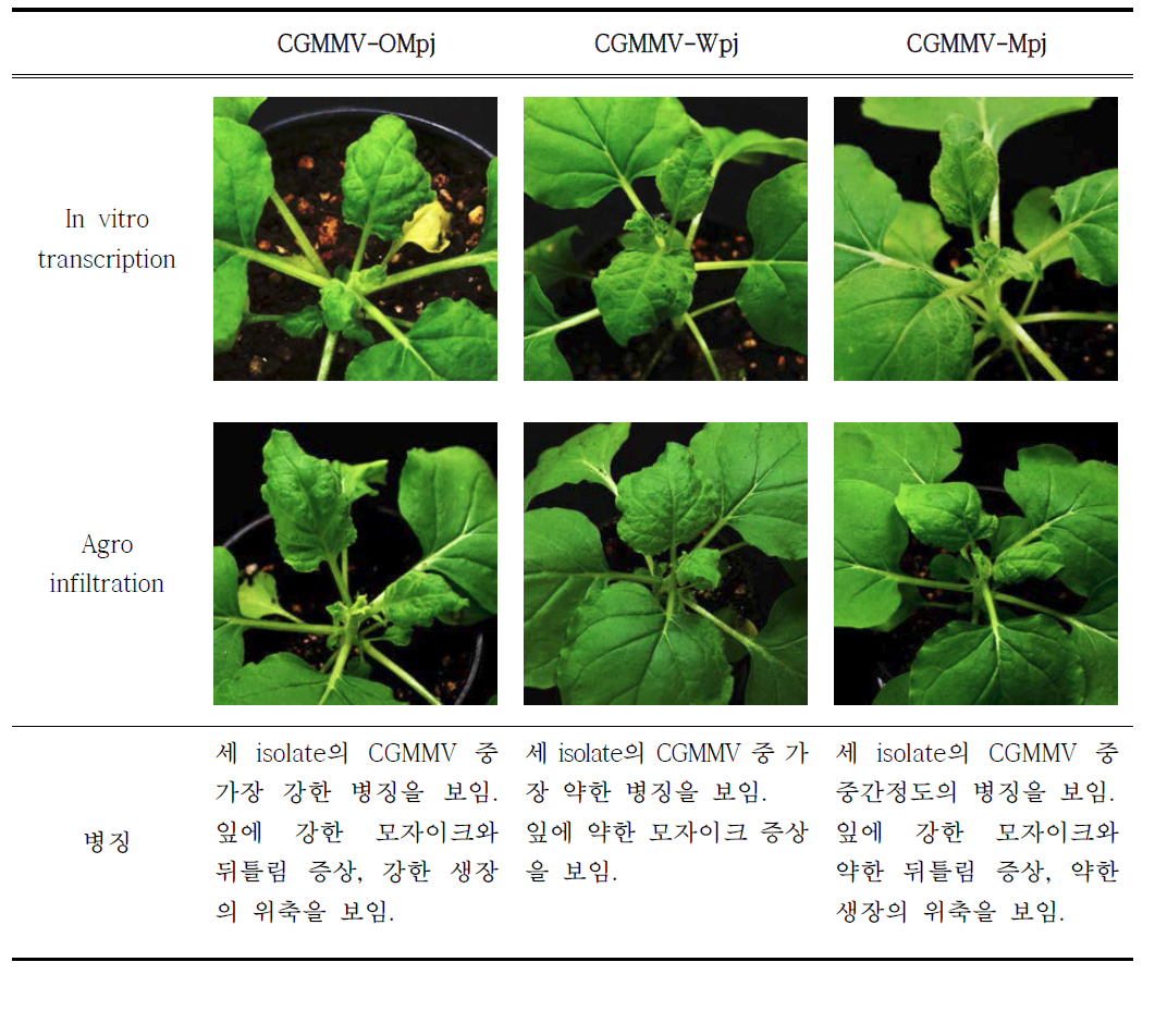 CGMMV Infectious clone의 병원성 검증