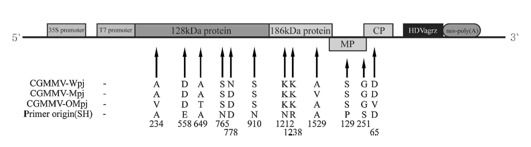 CGMMV-OM1, CGMMV-OM2 infectious clone 간의 아미노산 서열 차이