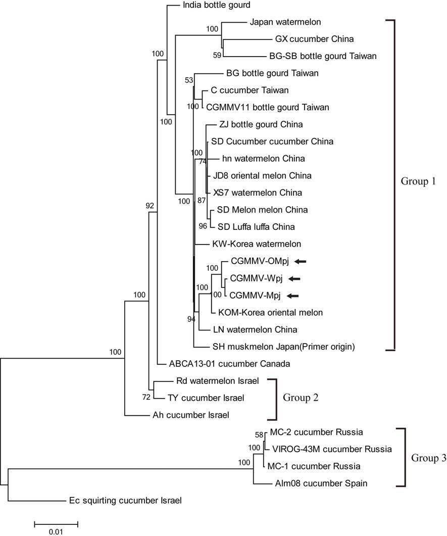 CGMMV Infectious clone의 phylogenetic analysis