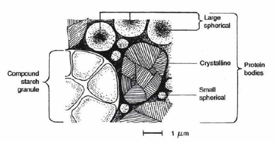 쌀조직 내에 전분과 단백질 분포 diagram(2)