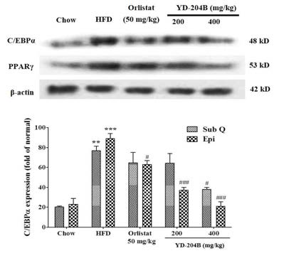 Effects of YD-204B on the protein expression in subcutaneous adipose tissue of hight-fat diet mice