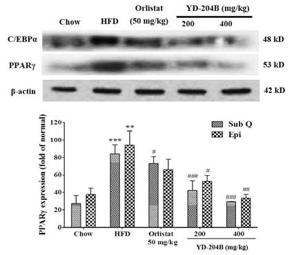 Effects of YD-204B on the protein expression in epididymal adipose tissue of hight-fat diet mice