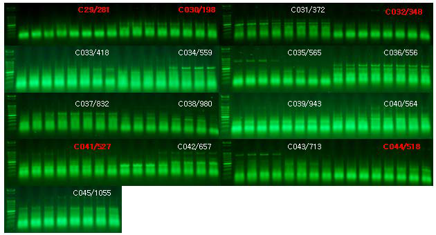 주형을 포함하지 않은 RT-PCR mix 3에서 ToCV 진단용 후보 primer 조합의 증폭양상 비교.
