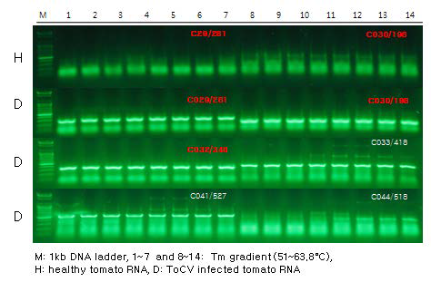 건전 토마토 RNA와 ToCV에 감염된 토마토 RNA의 증폭 양상 비교.