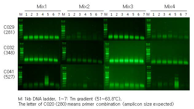 ToCV 검정용 3종의 primer 조합의 RT-PCR one step premix 별 증폭 양상 비교.
