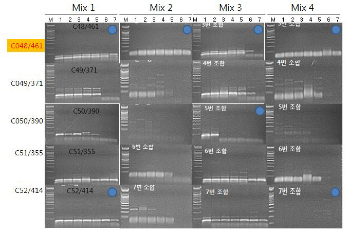 PepMoV 진단용 primer 조합과 RT-PCR one step premix 조합 간의 PCR band 증폭양상 비교.