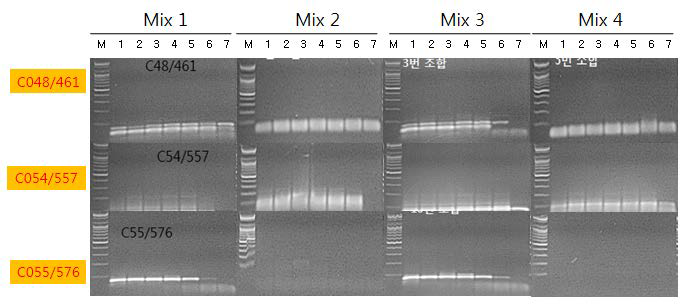 PepMoV 진단용 선발 primer 조합과 RT-PCR one step premix 조합의 PCR band 증폭양상 비교