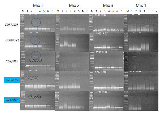 CMV 진단용 primer 조합과 RT-PCR one step premix 조합의 PCR band 증폭양상 비교