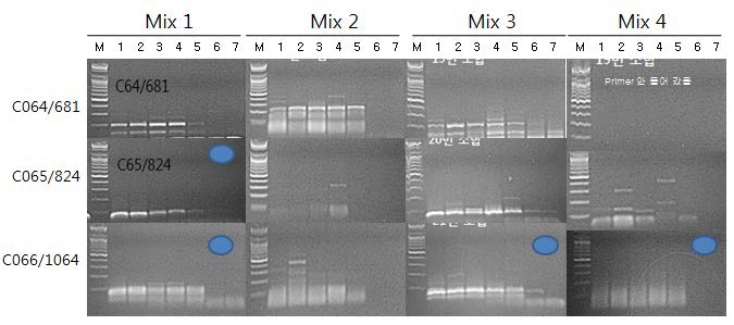 ToMV 진단용 primer 조합과 RT-PCR one step premix 조합의 PCR band 증폭양상 비교