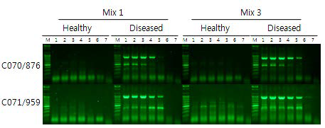 건전과 이병 RNA 처리구에서 CMV 진단용 primer 조합의 PCR band 증폭양상 비교