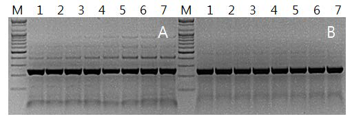 건전과 이병 RNA 처리구에서 ToMV 진단용 primer 조합의 PCR band 증폭양상 비교