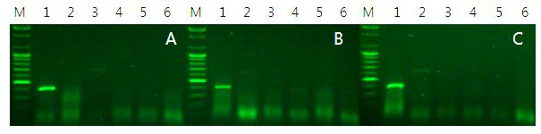 Taq-polymerase 서열에서는 생성된 6개 primer 조합의 PCR band 증폭양상 비교