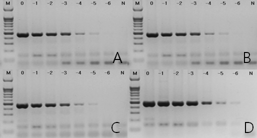 동결건조 RT-PCR premix별 CMV 진단 primer 증폭양상 비교.