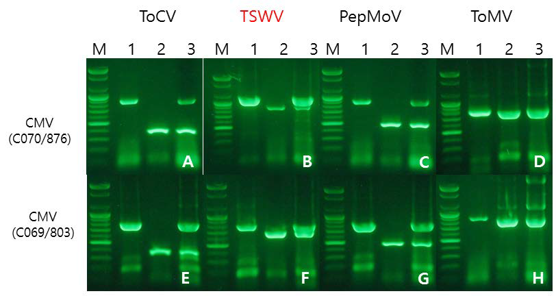 Duplex RT-PCR 양상.